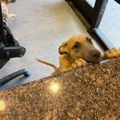 A baby small-sized female Yellow / Tan / Blond / Fawn Mixed Breed dog named Chippy Dippy Dopy Dup for adoption in Palm Springs, CA