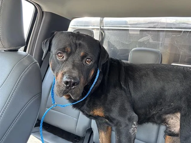 An adult large-sized male Rottweiler dog named Striker for adoption in Grand Prairie, TX