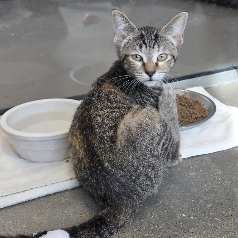 A baby small-sized female Brown / Chocolate Domestic Short Hair cat named Scrambled for adoption in Fort Wayne, IN
