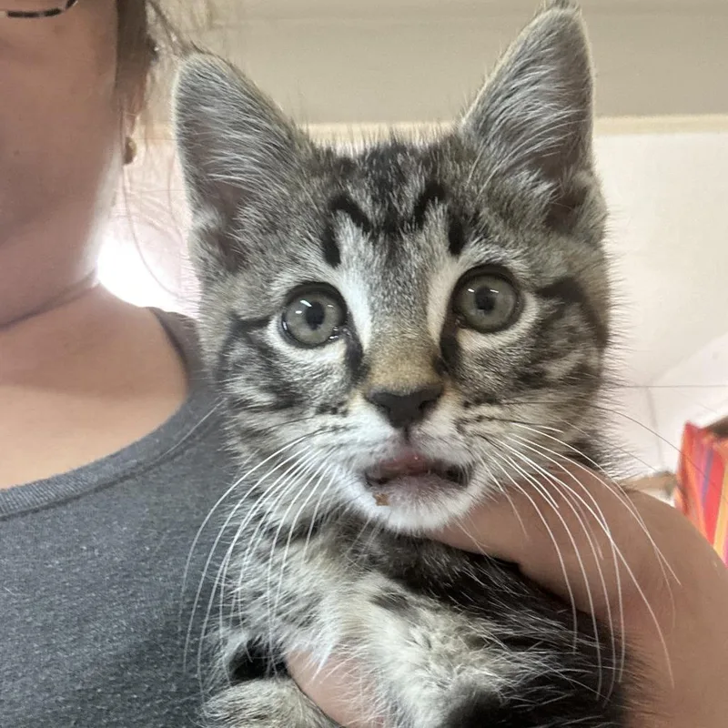 A baby small-sized male Black Domestic Short Hair cat named Jaws for adoption in Leander, TX