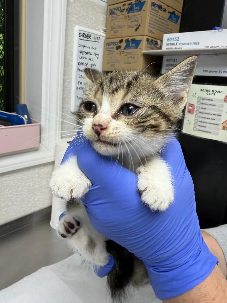 A baby medium-sized male Domestic Short Hair cat named Wind for adoption in Pomona, NY