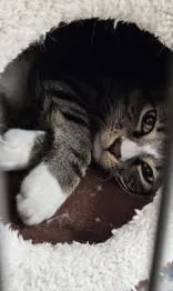 Cocoa thumbnail 2