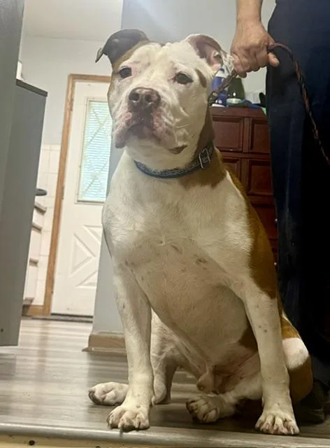 An adult medium-sized male Pit Bull Terrier dog named Rocky for adoption in Cary, IL
