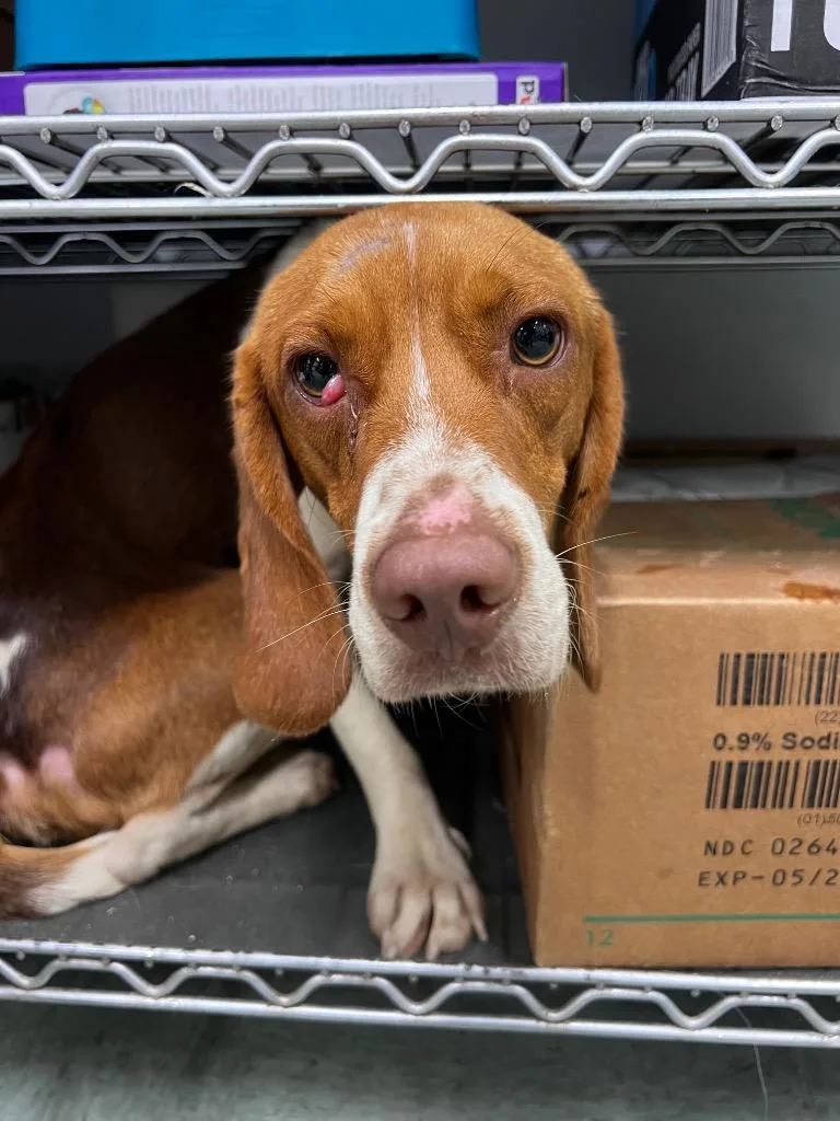 A young medium-sized male Beagle dog named Elroy for adoption in Danielsville, GA