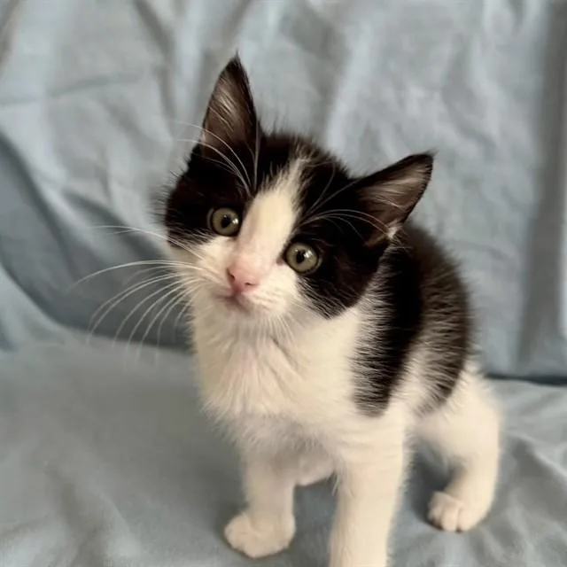 A baby small-sized female Domestic Short Hair cat named Sphinx for adoption in Auburn, CA