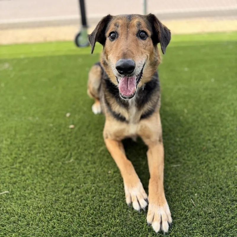 An adult medium-sized male Brown / Chocolate Shepherd dog named Raleigh for adoption in Scottsdale, AZ