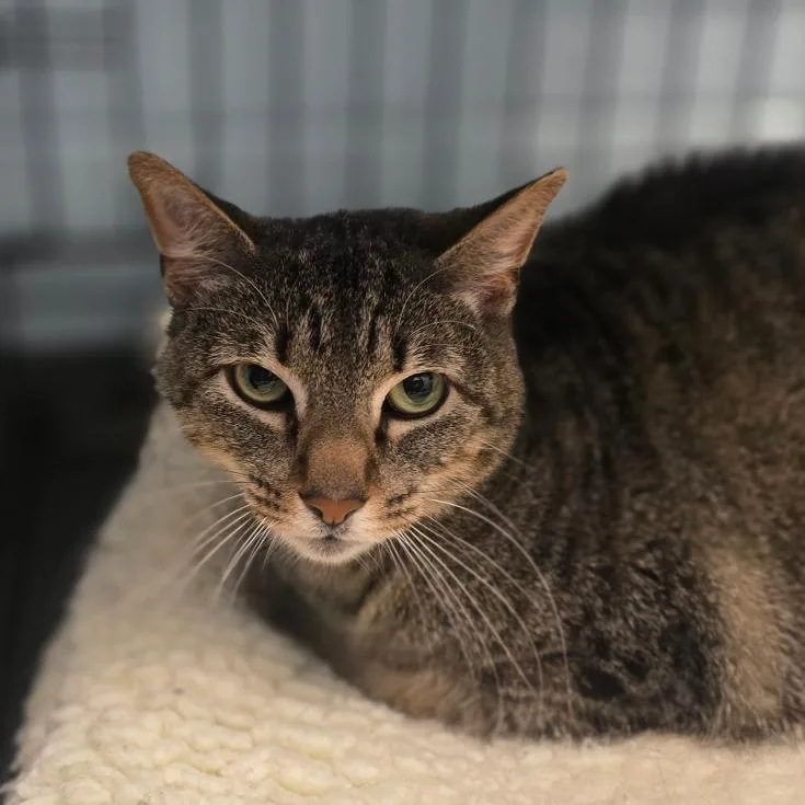 An adult large-sized female Brown / Chocolate Domestic Short Hair cat named Matcha for adoption in Huntsville, AL