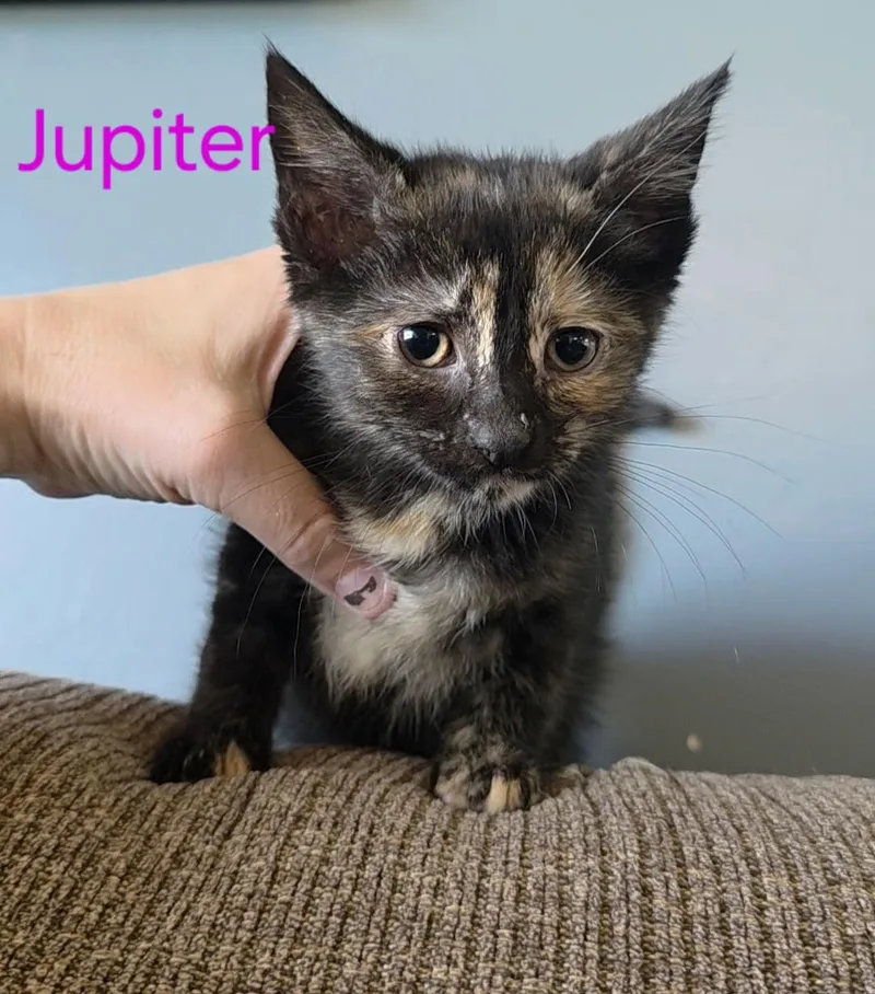 Jupiter thumbnail 2