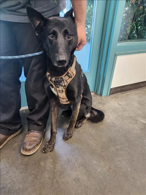 A young large-sized male German Shepherd Dog dog named Bandit for adoption in Chatsworth, CA