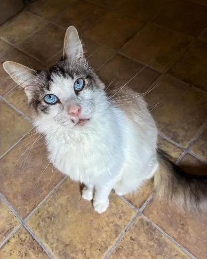 An adult medium-sized male Domestic Long Hair cat named Casanova for adoption in Bloomsburg, PA