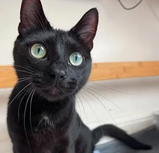 An adult medium-sized male Black Domestic Short Hair cat named Beans for adoption in San Francisco, CA