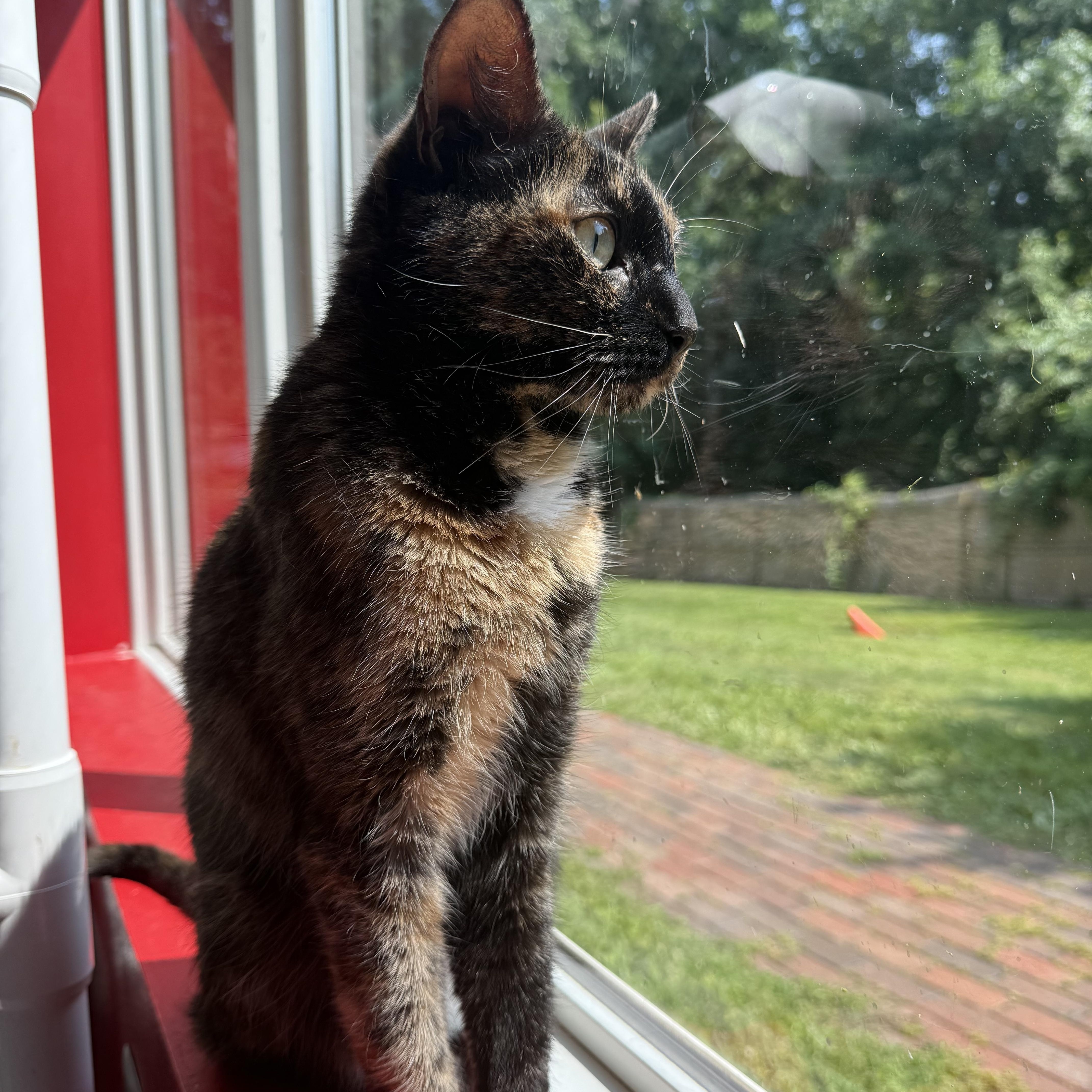 An adult medium-sized female Tortoiseshell cat named Artemis for adoption in North Haven, CT