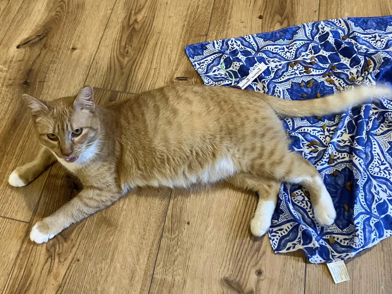 White Feet thumbnail 2