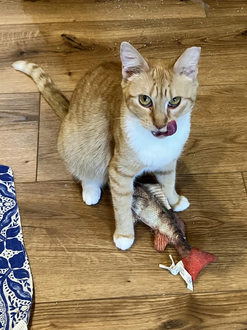 White Feet thumbnail 3