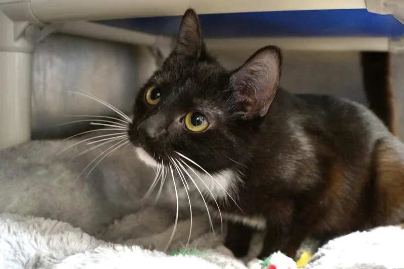 A young medium-sized male Black & White / Tuxedo Domestic Short Hair cat named Sailor for adoption in New Milford, CT