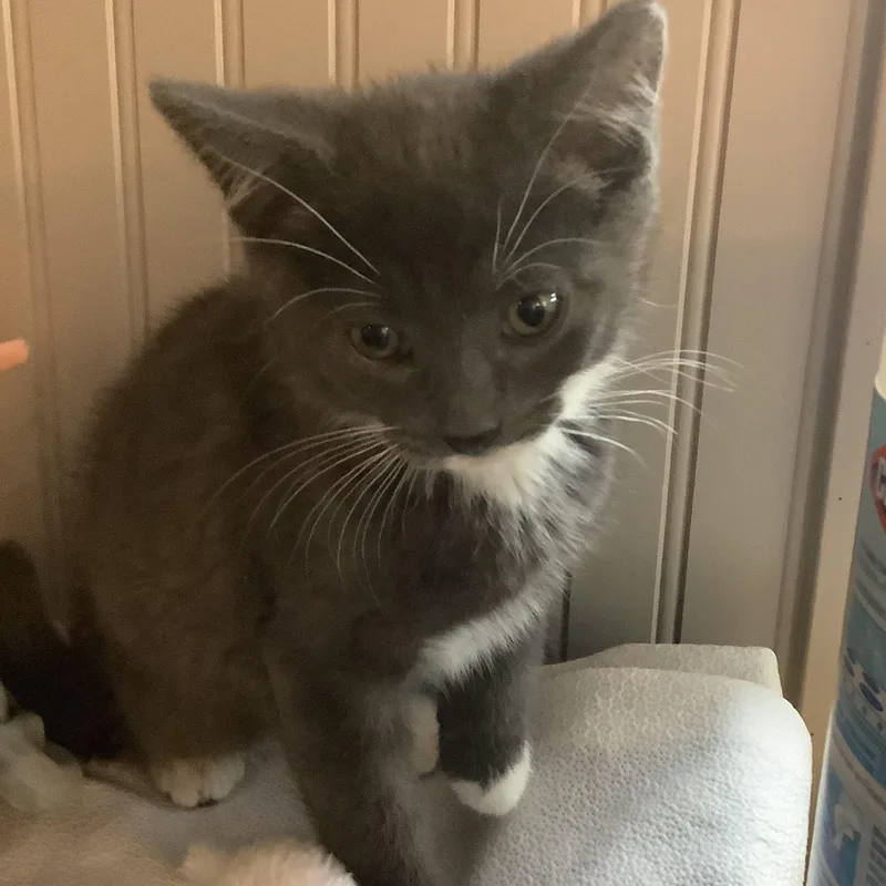 A baby medium-sized male Gray & White Domestic Short Hair cat named Paddy for adoption in Pendleton, OR