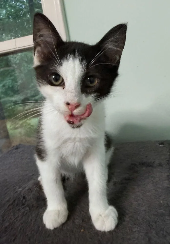 A baby small-sized male Black & White / Tuxedo Domestic Short Hair cat named Jake for adoption in Greensboro, NC