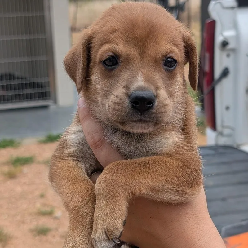 A baby medium-sized male Red / Chestnut / Orange Hound dog named Pollen for adoption in Fredericksburg, TX