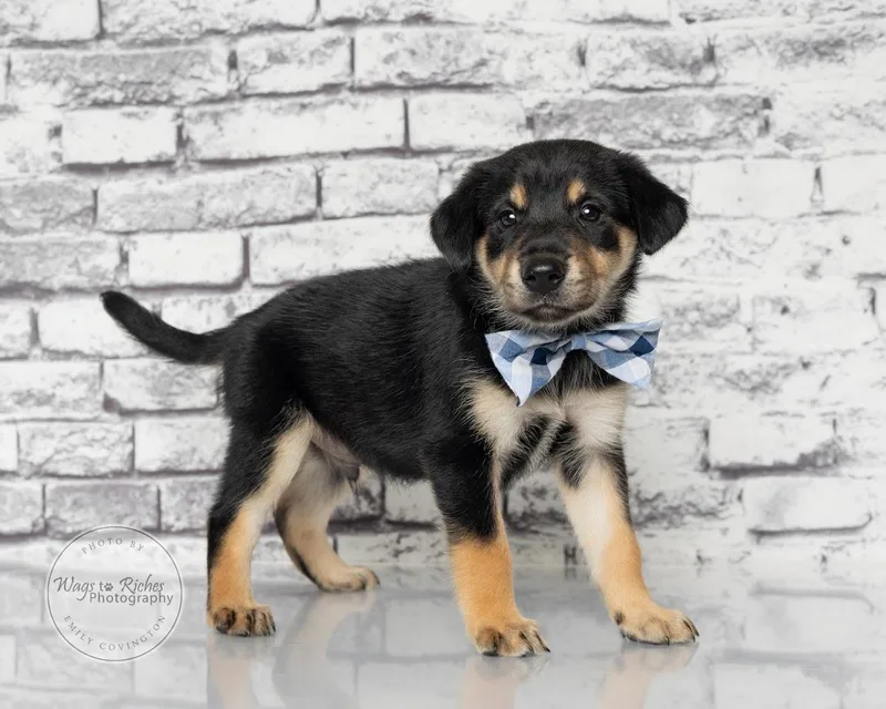 A baby medium-sized male Tricolor (Brown, Black, & White) Labrador Retriever dog named Sheldon for adoption in Tuscaloosa, AL
