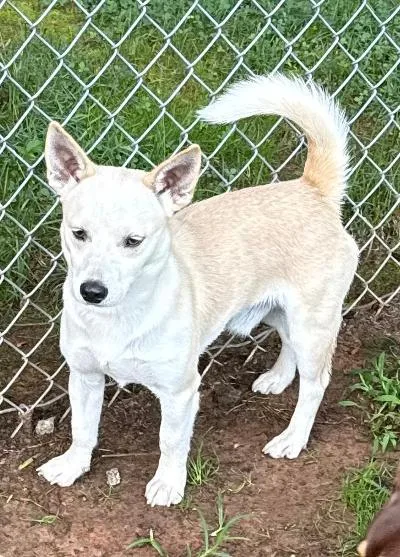 A young small-sized male Chihuahua dog named Pastel for adoption in Wilkesboro, NC