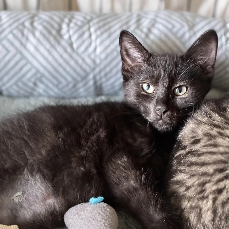 A baby small-sized female Black Domestic Short Hair cat named Home Run for adoption in South Elgin, IL