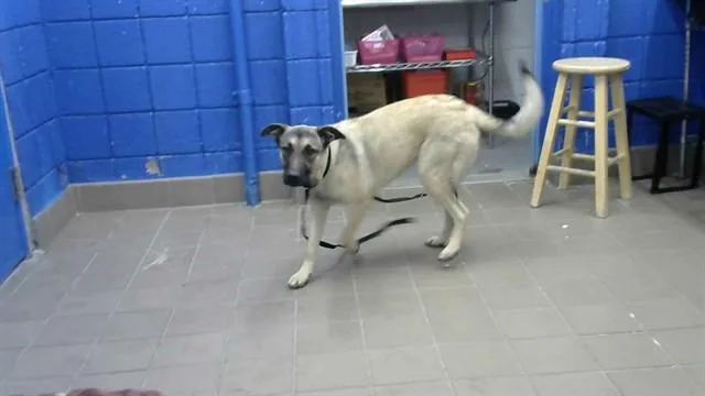 A young small-sized female Belgian Shepherd / Malinois dog named Taos for adoption in Albuquerque, NM