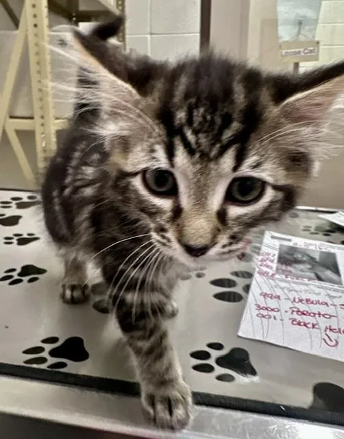 A baby small-sized male Domestic Medium Hair cat named Poroto for adoption in Derwood, MD