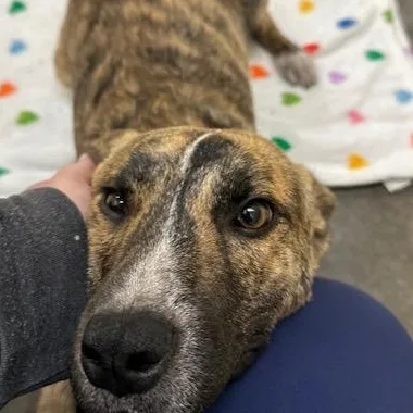 A young medium-sized male Brindle Australian Cattle Dog / Blue Heeler dog named Yotie for adoption in Andover, MA