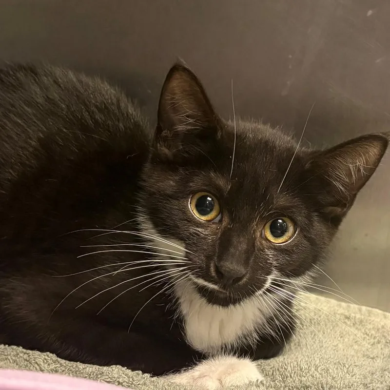 A baby small-sized female Black Domestic Short Hair cat named Dracaena for adoption in East Hanover, NJ