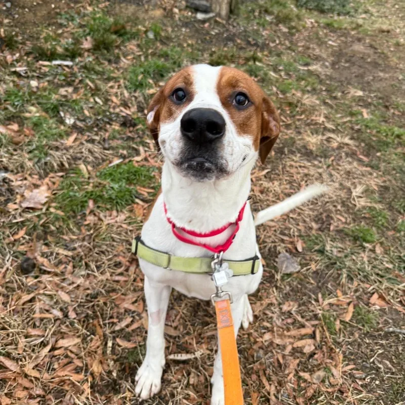 An adult large-sized male Brown / Chocolate Hound dog named Austin for adoption in Falls Church, VA