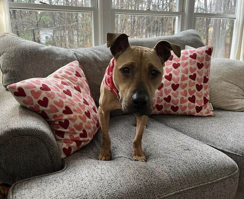 A young medium-sized female Brown / Chocolate Pit Bull Terrier dog named Bridget for adoption in Youngsville, NC