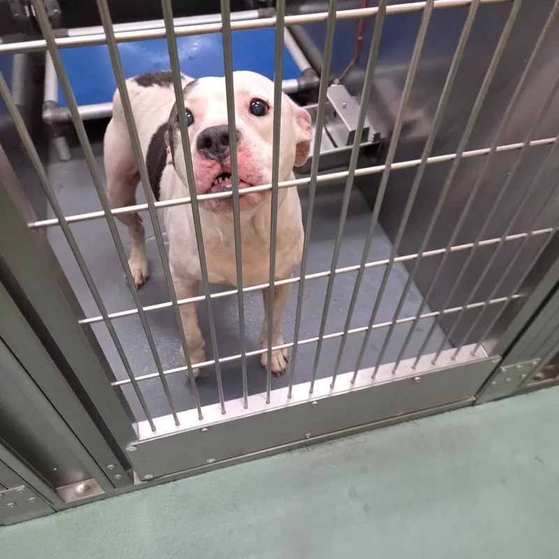 An adult medium-sized male White / Cream Mixed Breed dog named Mayhem for adoption in Memphis, TN