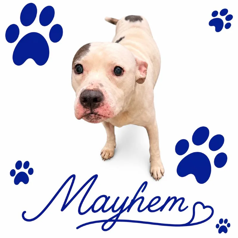 Mayhem thumbnail 4