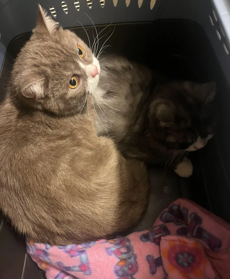 Azreal & Bob thumbnail 2