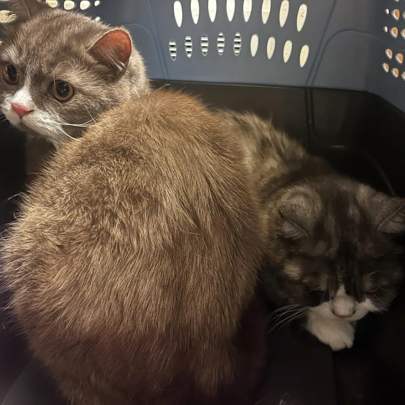 Azreal & Bob thumbnail 4