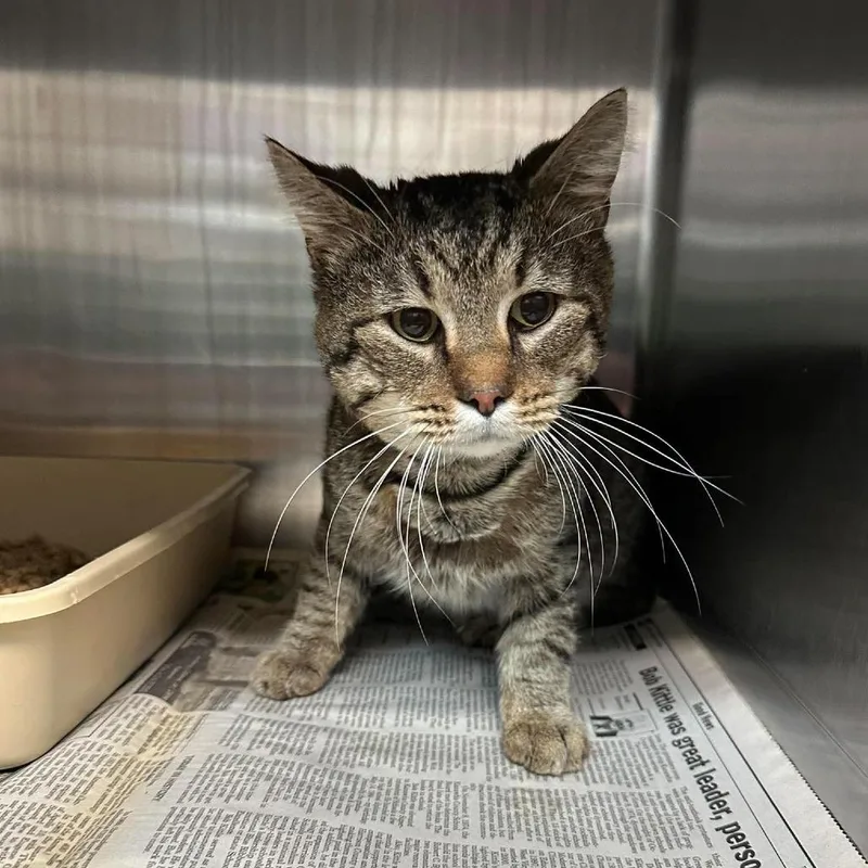 An adult small-sized male Brown / Chocolate Domestic Short Hair cat named Tommy for adoption in Shinnston, WV