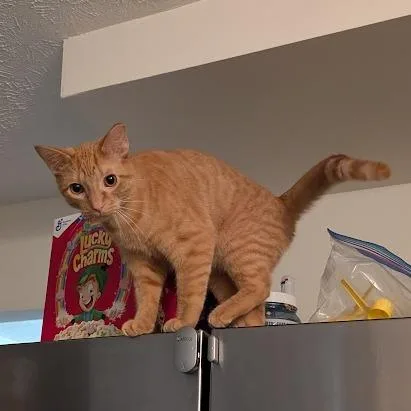 A young small-sized male Orange / Red Domestic Short Hair cat named Confidential File for adoption in Medina, OH