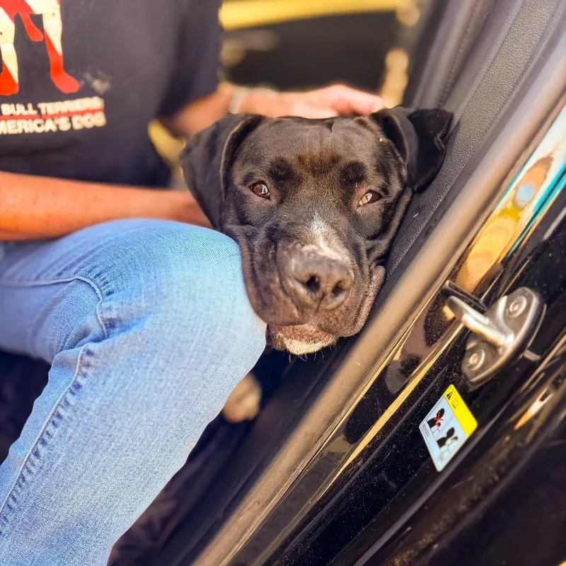 An adult large-sized male Great Dane dog named Timmy for adoption in Springboro, OH
