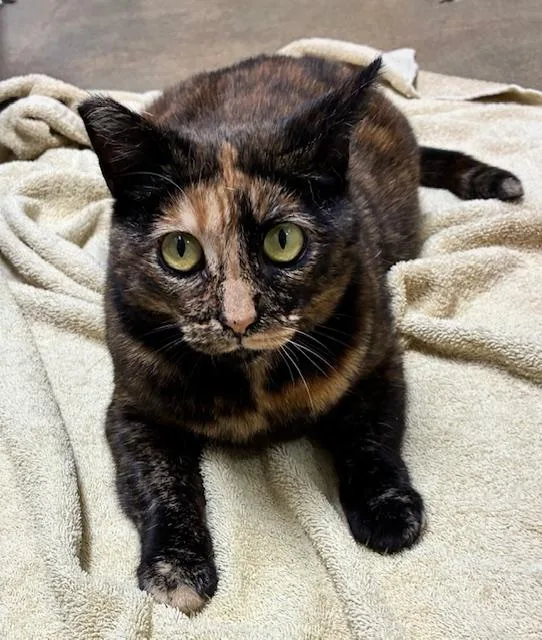 An adult medium-sized female Tortoiseshell Tortoiseshell cat named Pb & J for adoption in Canoga Park, CA
