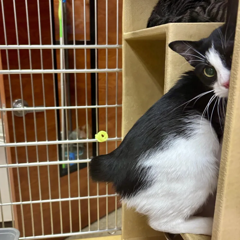A young medium-sized female Domestic Short Hair cat named Treasure for adoption in Sonora, CA