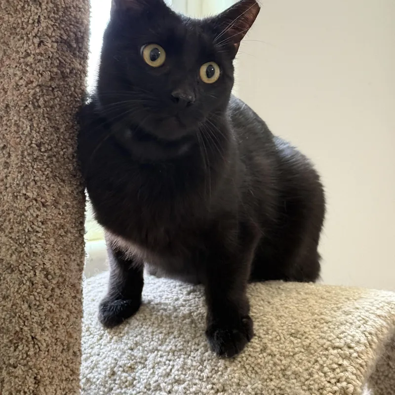 An adult medium-sized male Black Domestic Short Hair cat named Mr. Charm for adoption in Marana, AZ