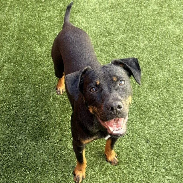 A young medium-sized male Shepherd dog named Mario for adoption in Burlingame, CA