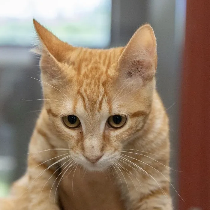 A baby medium-sized male Tabby (Orange / Red) Domestic Short Hair cat named Racer for adoption in Slidell, LA