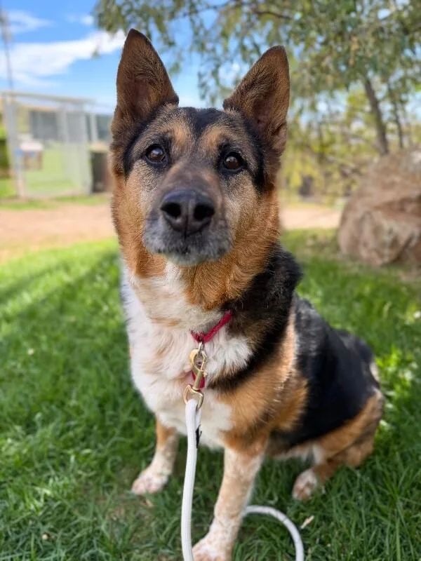 Zuzu