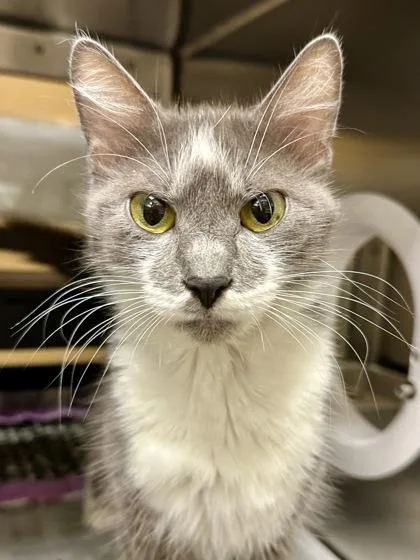 Tiny Tuna