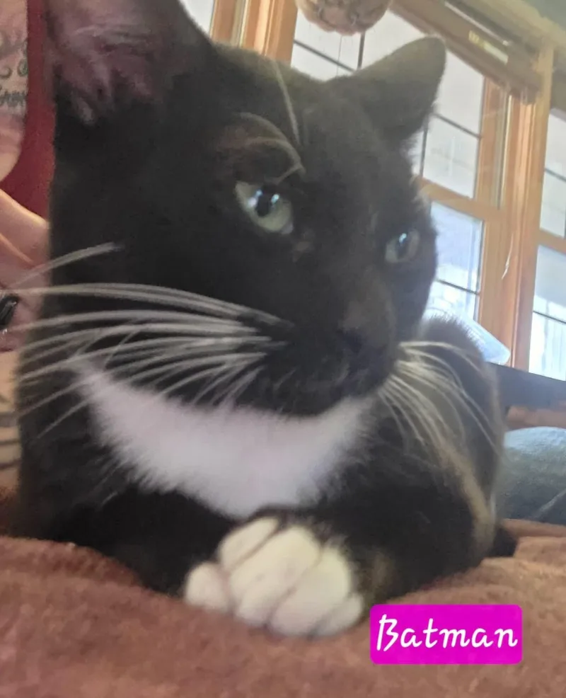 A young medium-sized male Black & White / Tuxedo Domestic Short Hair cat named Batman for adoption in Manhattan, KS