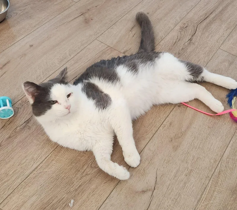 An adult medium-sized male Gray & White Domestic Short Hair cat named Sweet Fang for adoption in Herndon, VA