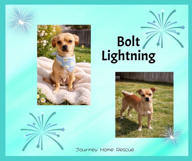 An adult small-sized male Red / Chestnut / Orange Chihuahua dog named Bolt Lightening for adoption in East Wenatchee, WA