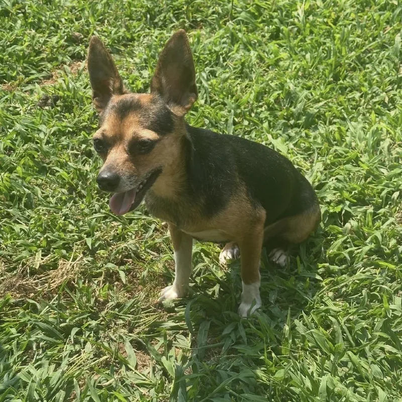 An adult small-sized male Black Chihuahua dog named Carl for adoption in Blair, WI