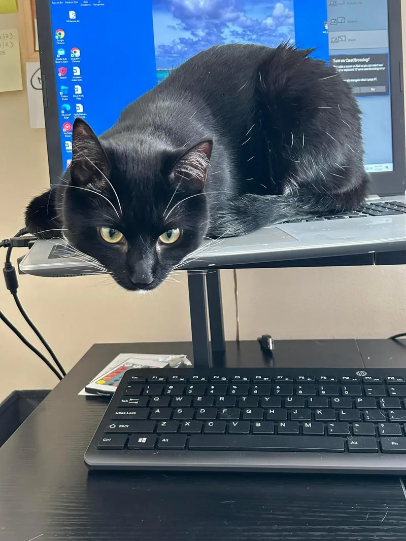 Chance & Cactus Jackie thumbnail 2